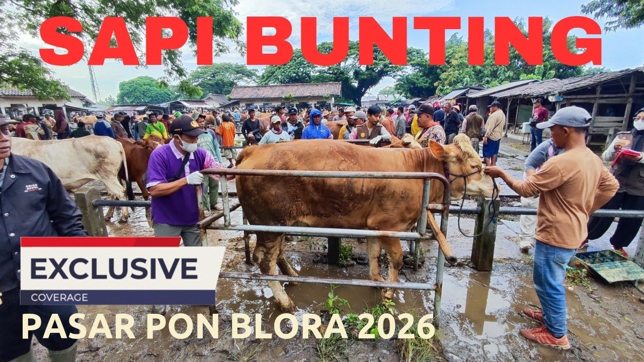 UPDATE HARGA SAPI BABON BUNTINGAN PASAR PON BLORA