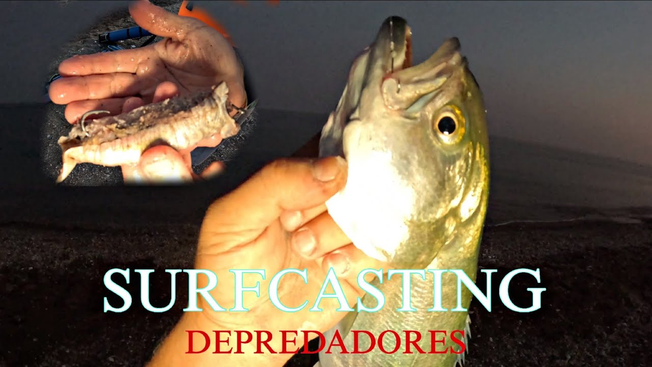 BUSCANDO LA CHOVA, ANJOVA... SE DIO, SURFCASTING GRANADA, PESCA NOCTURNA