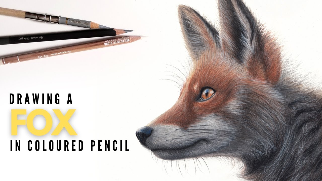 Drawing A Fox In Colored Pencil | Realistic Fox Drawing