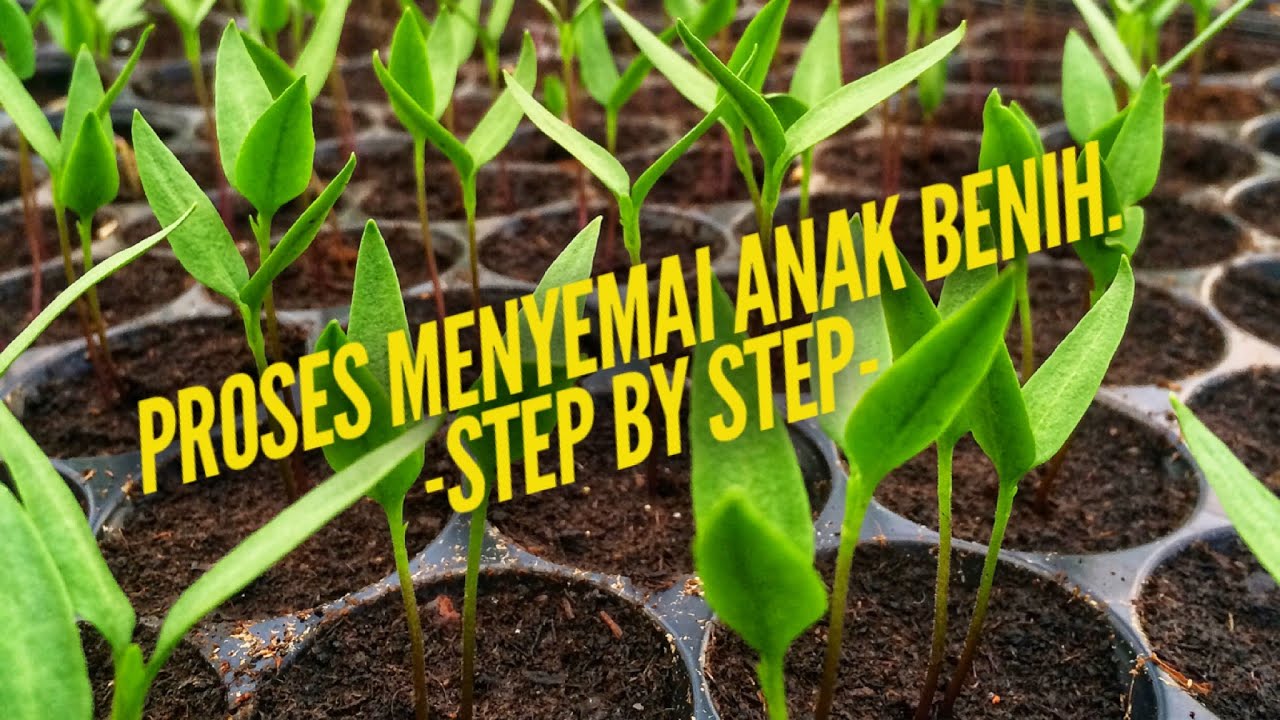 Panduan menyemai benih lengkap.