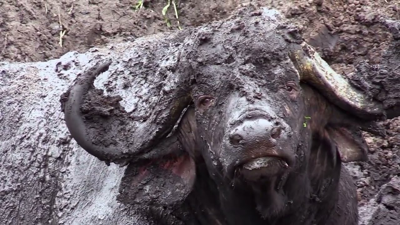 Some of The Most Wonderful Sightings in Kruger National Park