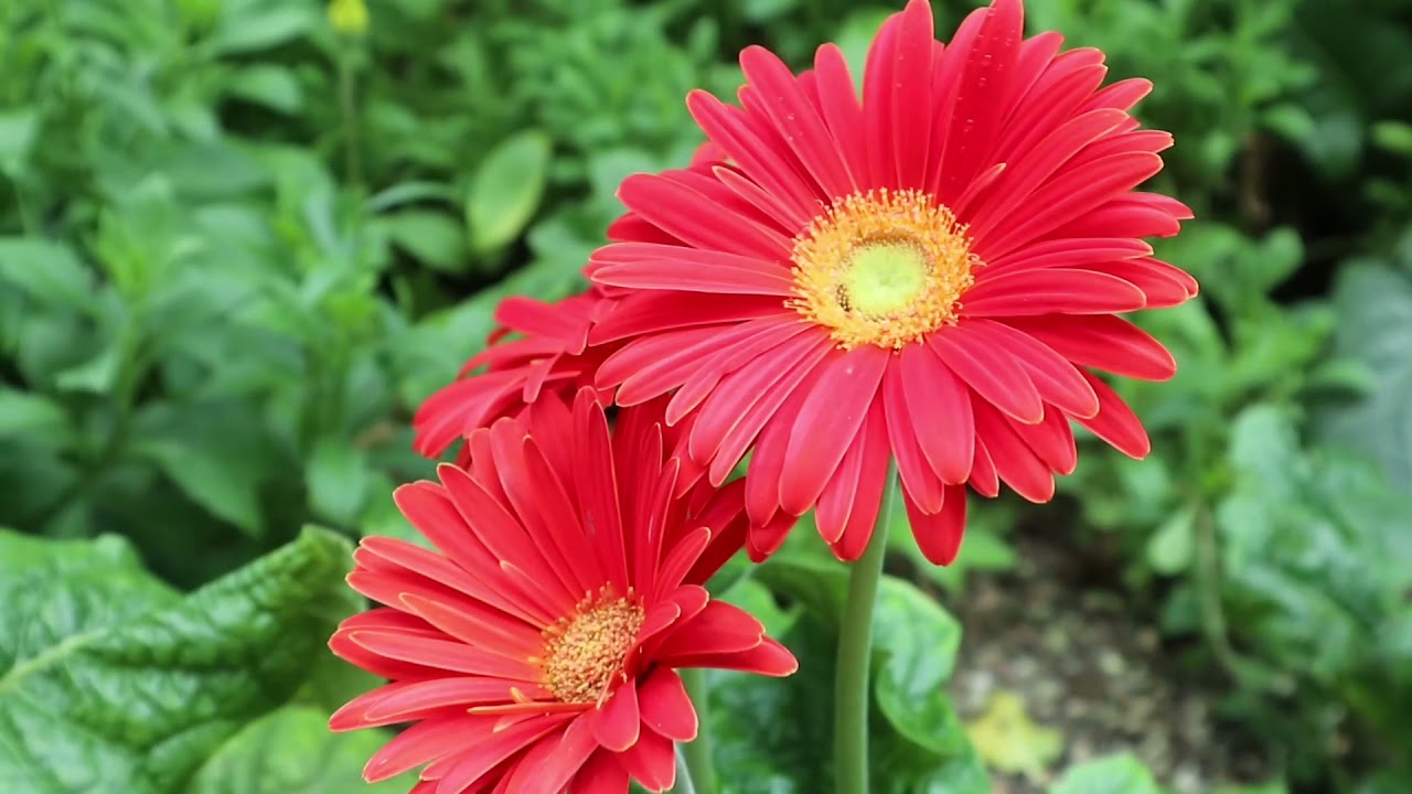FLOWER DOME SINGAPORE / JEZIL PADERNAL