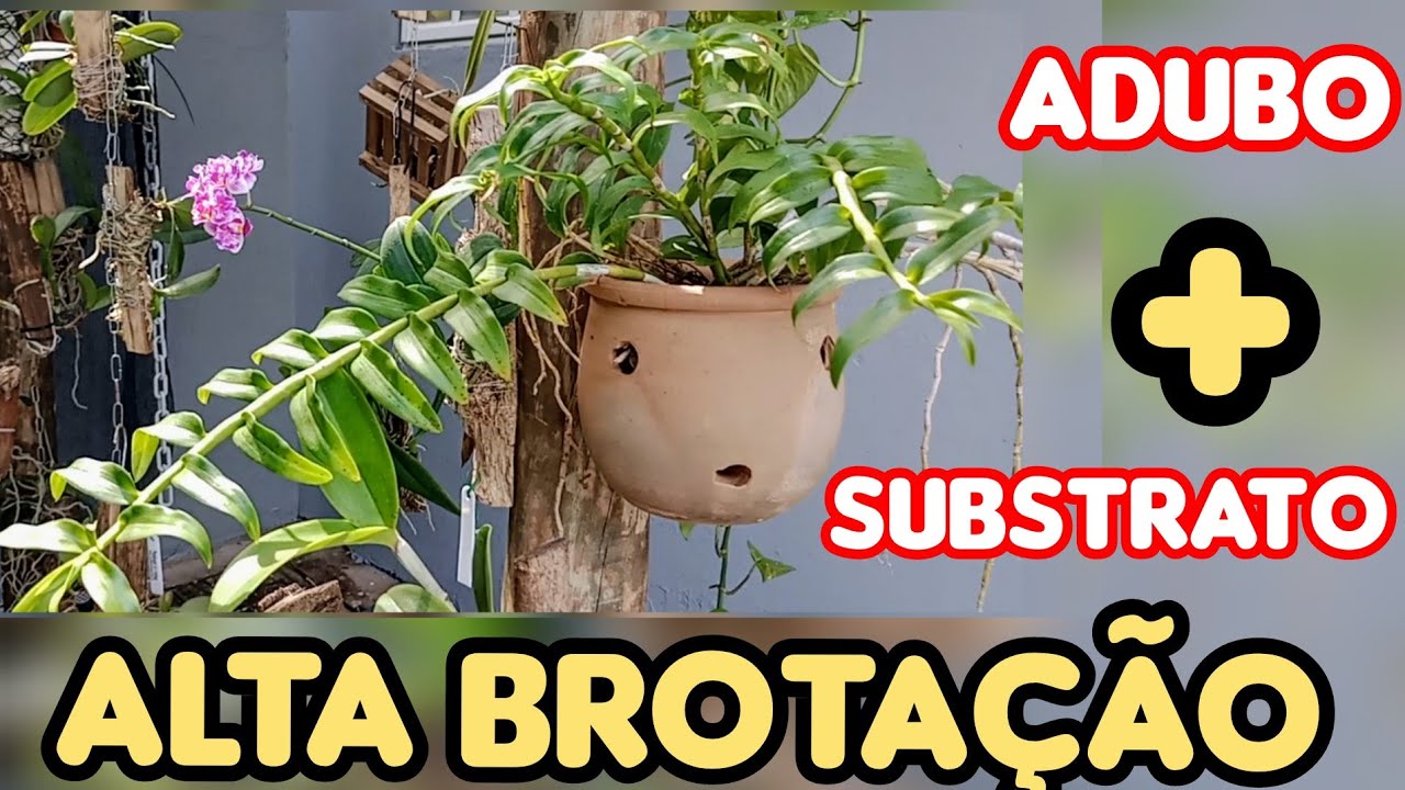 DENDROBIUM ANOSMUM☝️2 DICAS PARA ALTA BROTAÇÃO☝️
