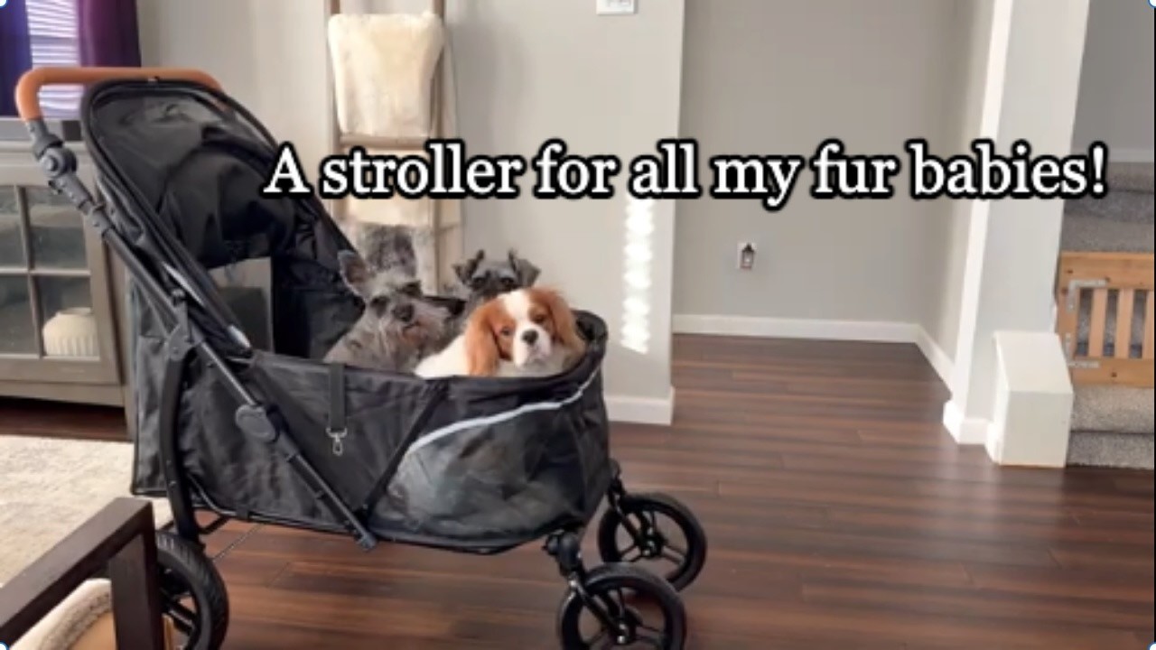Zoosky Pet Stroller for Large Dogs, Multiple Pets Overview | Is it worth it? #ad #amazoninfluencer