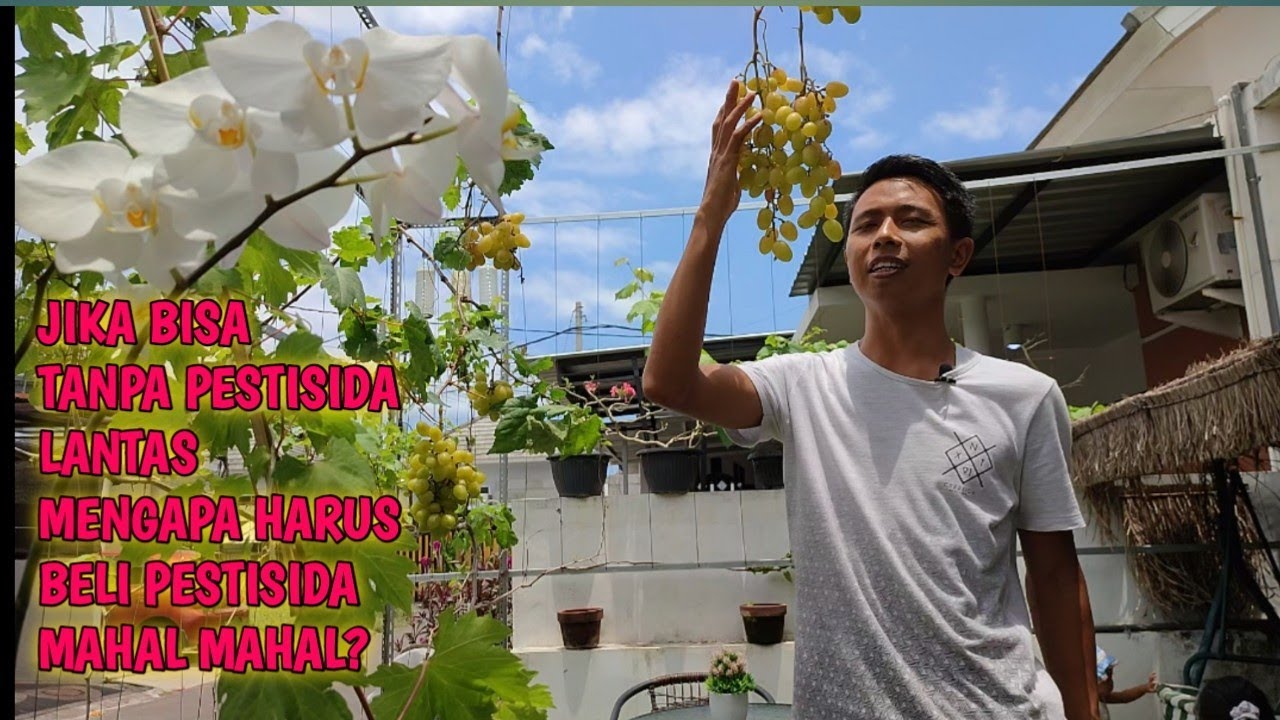 Pembuahan Anggur Tanpa Pestisida
