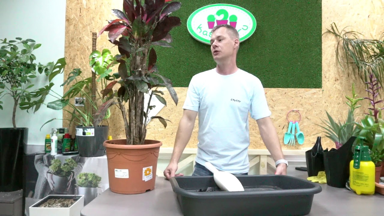Кодиеум с распродажи в OBI пересаживаю в кашпо с автополивом Elho