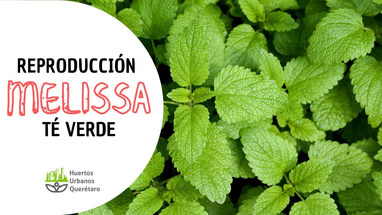 &iquest;C&oacute;mo REPRODUCIR MELISSA? 🌱