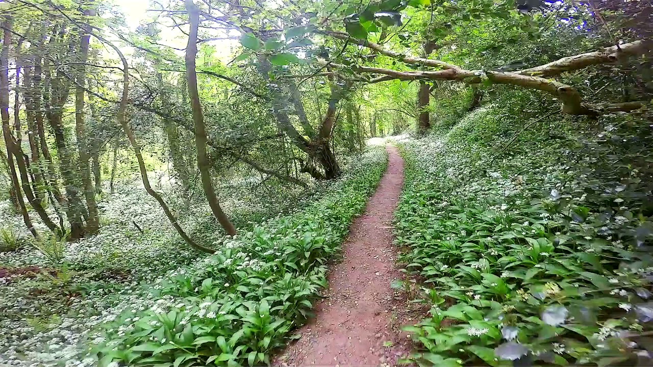Wild Garlic woods - Coed y Brenhin - Llangoed