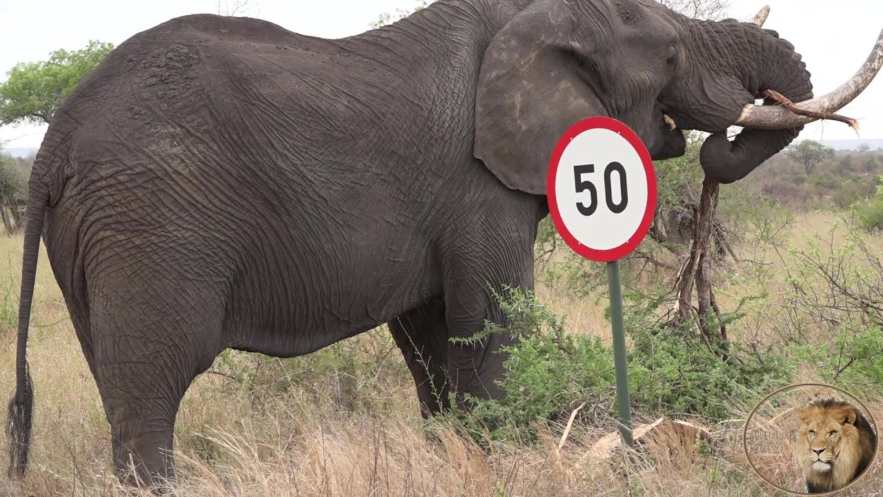 Elephant Destroy Tree Just For The Juicy Roots