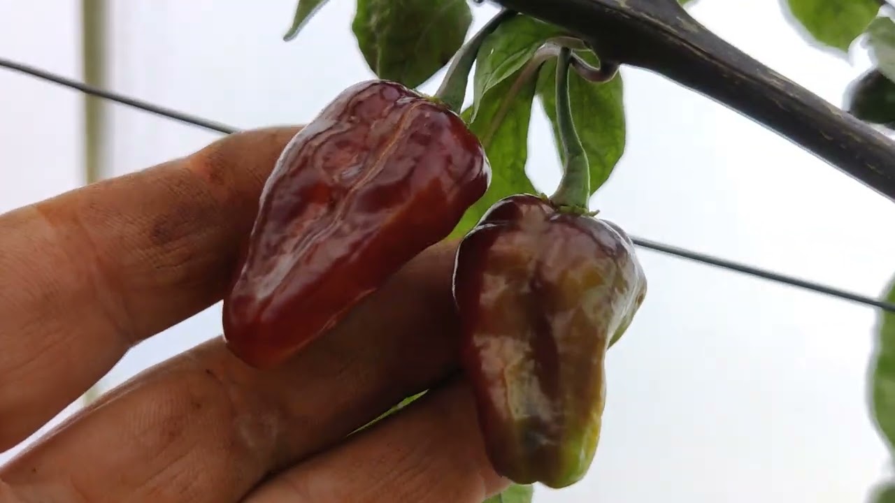 Puma peppers