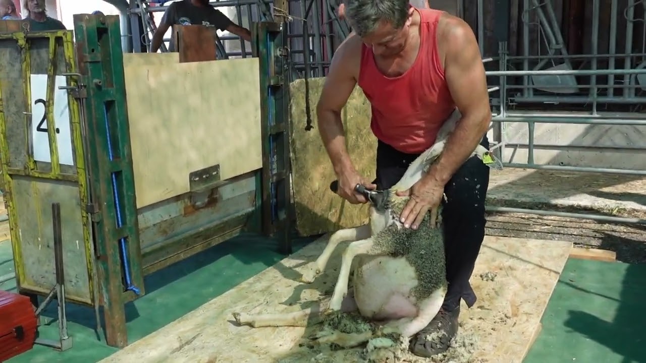 Medzinárodné majstrovstvá Slovenskej republiky v strihaní oviec 27.7.2024-1.