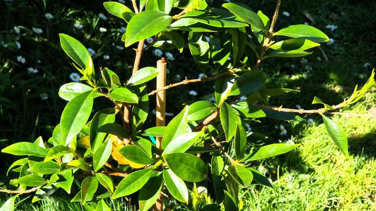 Cherry Of The Rio Grande After Winter In Greenhouse
