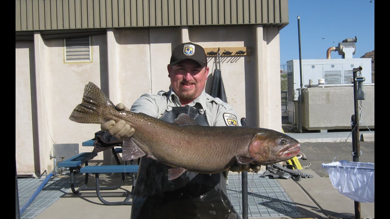 Lahontan Cutthroat Trout: A wild hatchery story