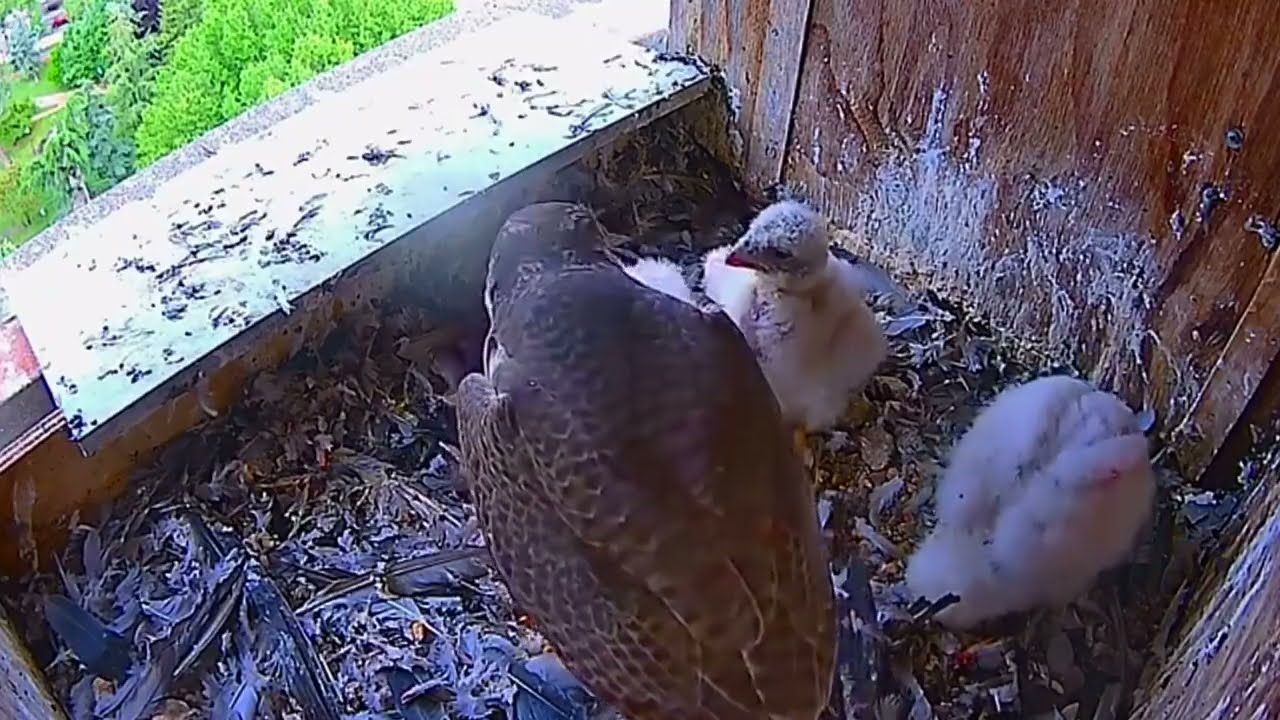 #falcon Cam3#54 Review baby birds in the nest - Dad and mother brings food to feed their chicks