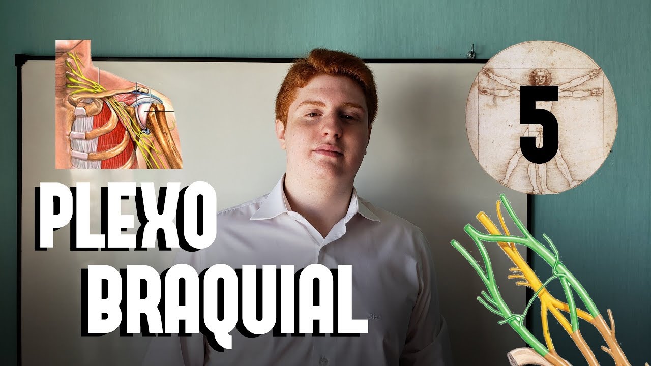 PLEXO BRAQUIAL. ANATOMIA | MORTASH