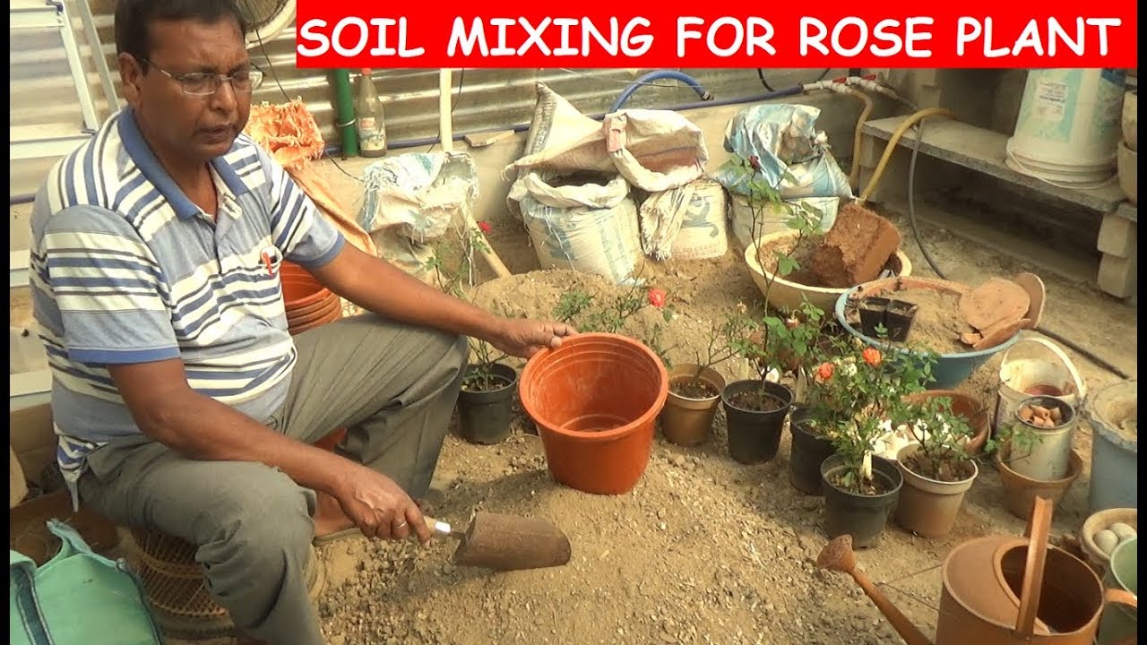 How to care Rose plant with Soil making (With English Subtitle)