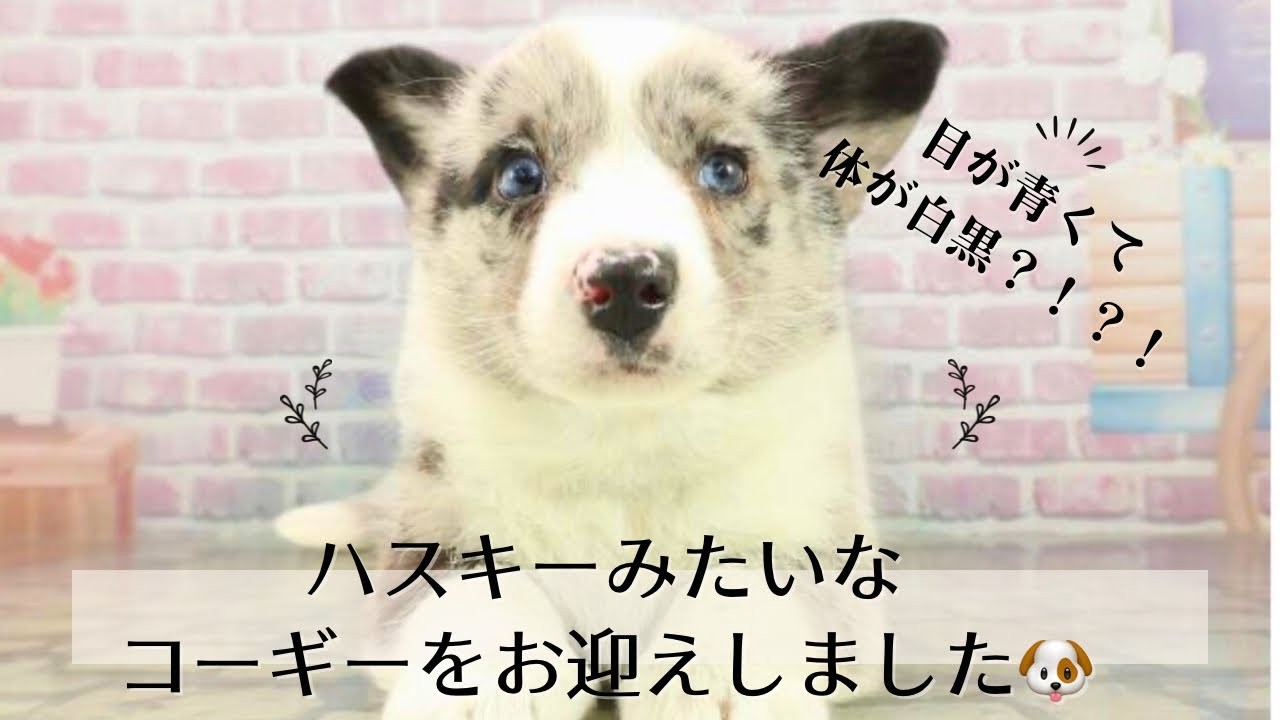 ハスキーみたいなコーギー？！をお迎えしました🐶♡