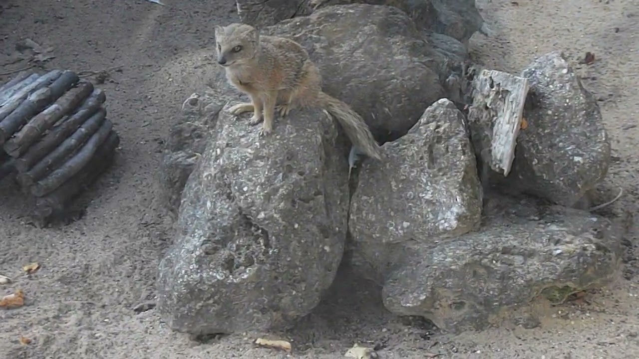 A Pair of Mongooses (Mongeese?)