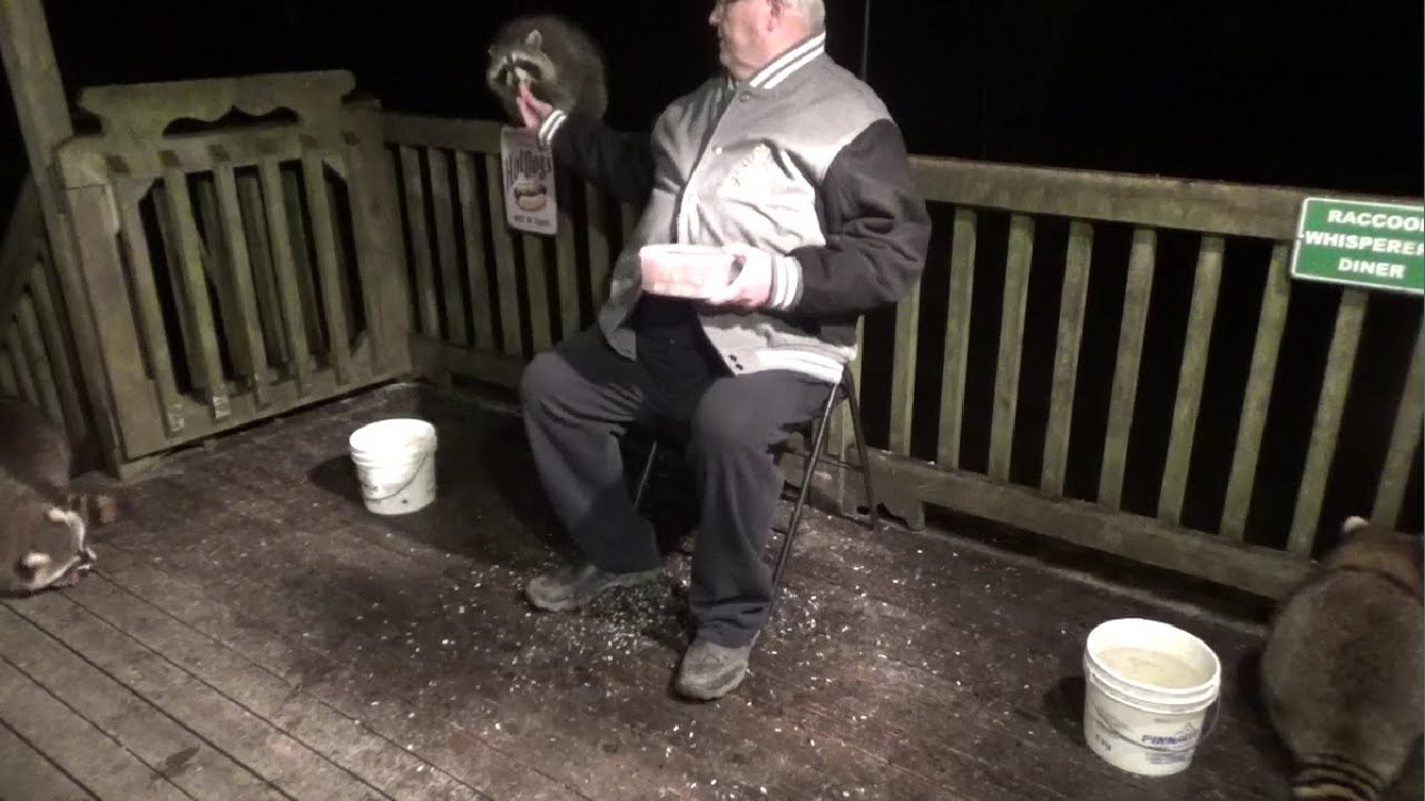Rainy and Cold Saturday Night with Raccoons