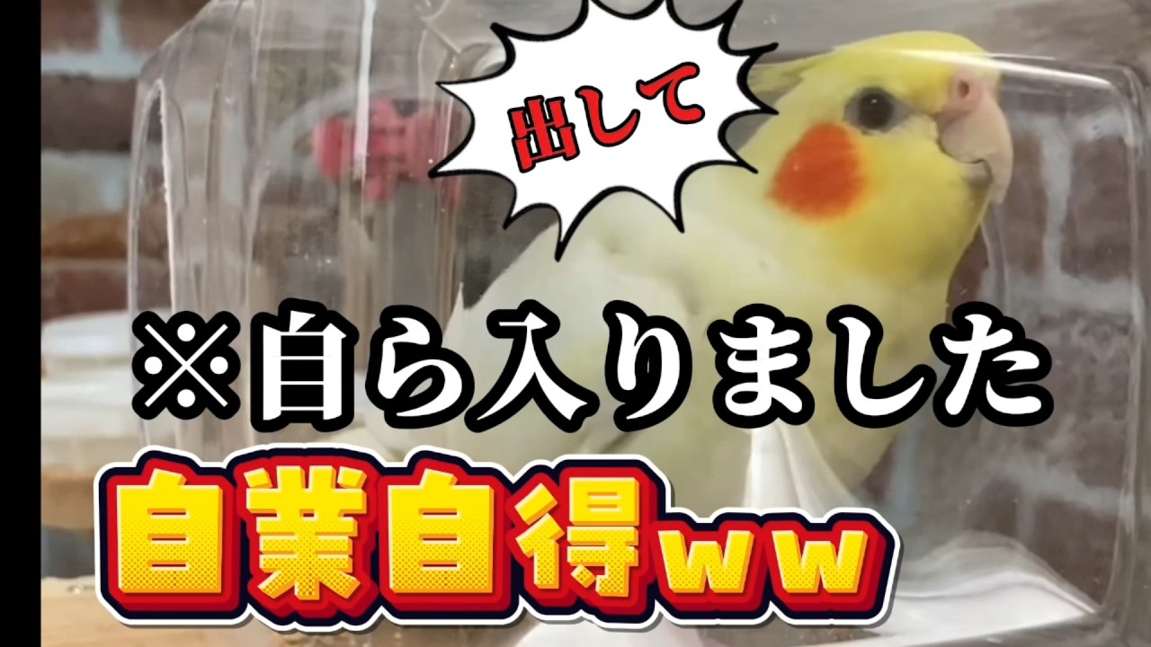 【理不尽】自分で入って「出して！」とキレるオカメインコが自業自得すぎるｗｗ #shorts #オカメインコ #cockatiel #インコ #おもしろ動画 #鳥馬鹿メラ