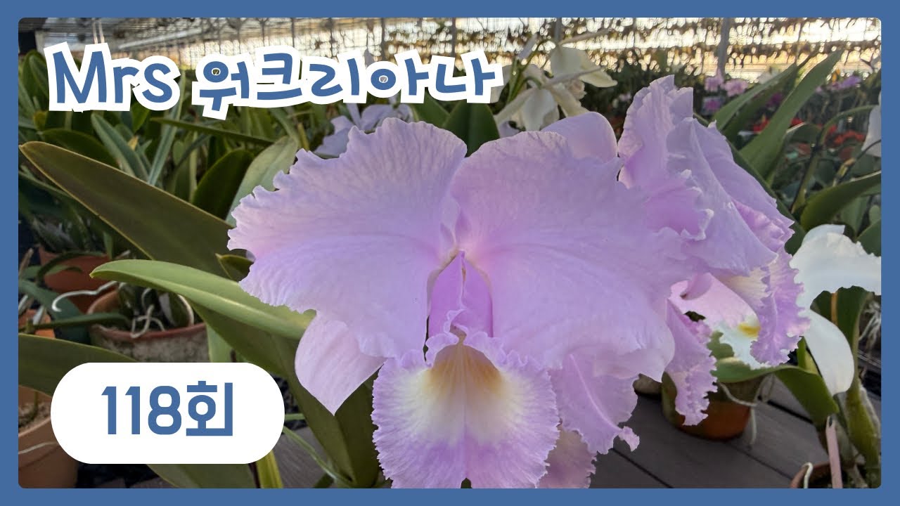 사랑스러운 봄의향기를 드립니다~(가격문의는 ‘더보기’창에 ~