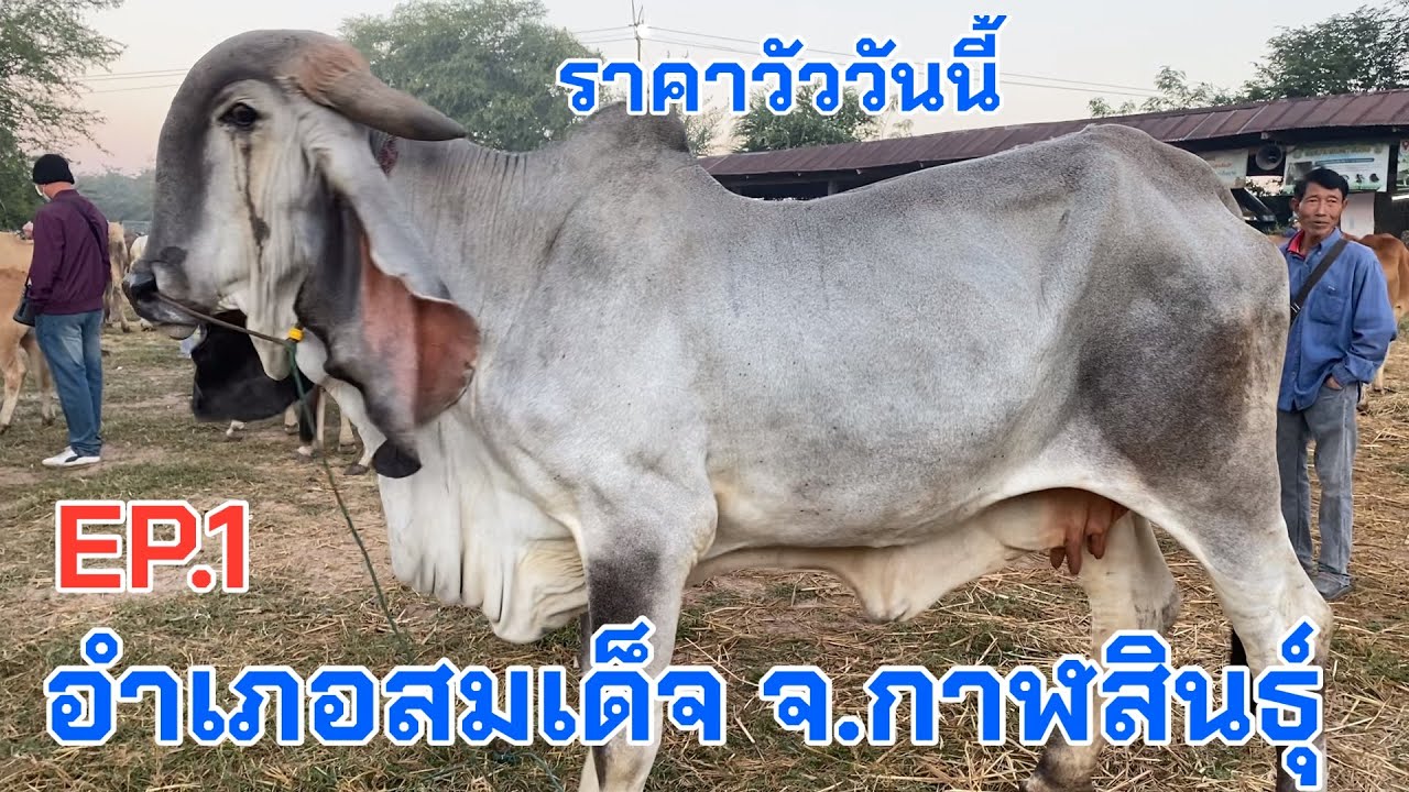 EP.1 #ฮินดูบราซิล วันนี้ที่ 21 ธ.ค. 2568 #ตลาดวัวอำเภอสมเด็จจังหวัดกาฬสินธุ์ #cow #animals #วัว