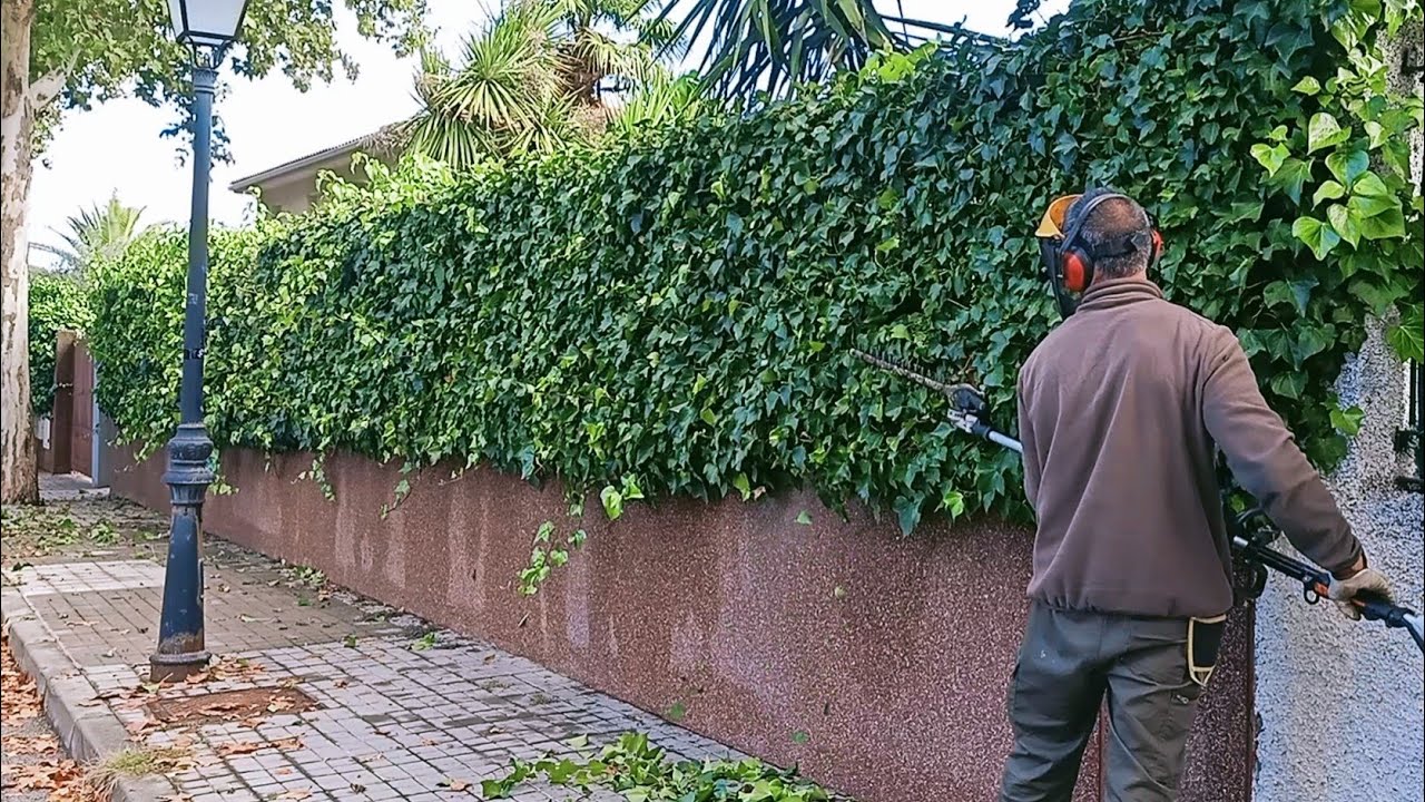 Poda de Hiedra con Cortasetos Combi.