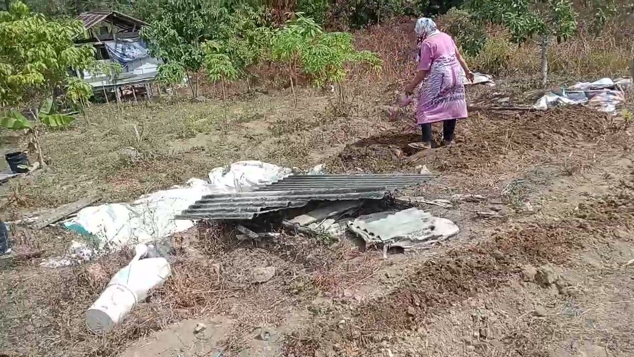 Kerja Keras tanam jagung di Musim Kemarau