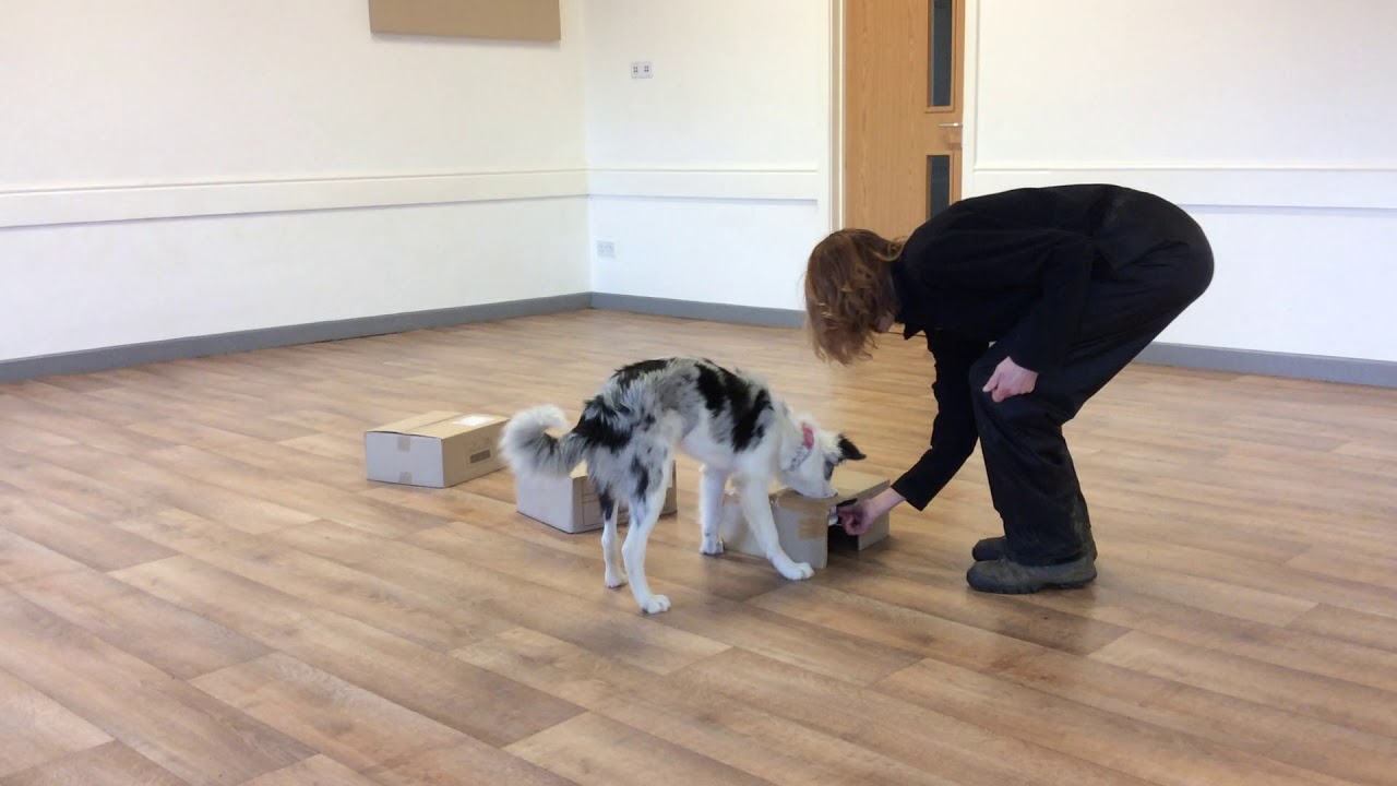 Passive Indication Game 3a