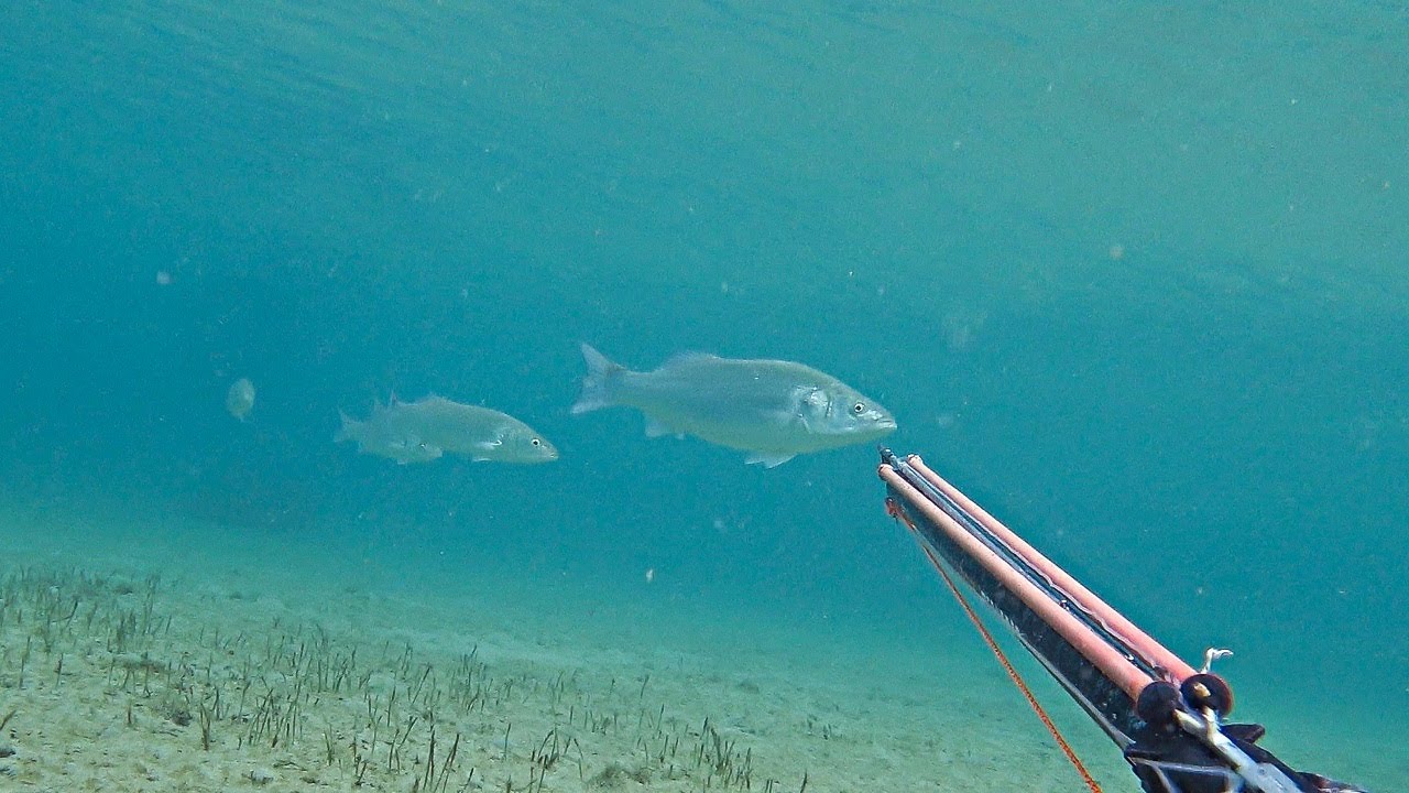 Spearfishing MY BIGGEST FISH OF THE WINTER - HUGE SEA BASS