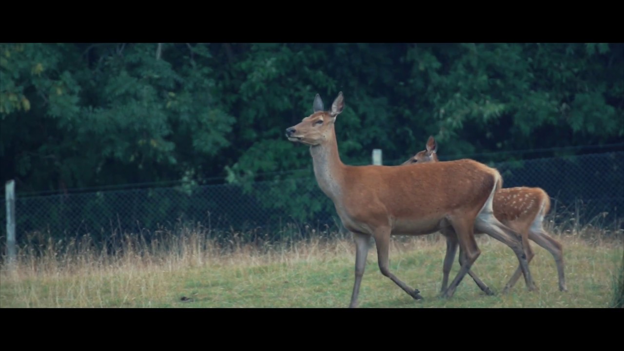 Sony Fs5M2 Slog 2 Slow Motion Testing