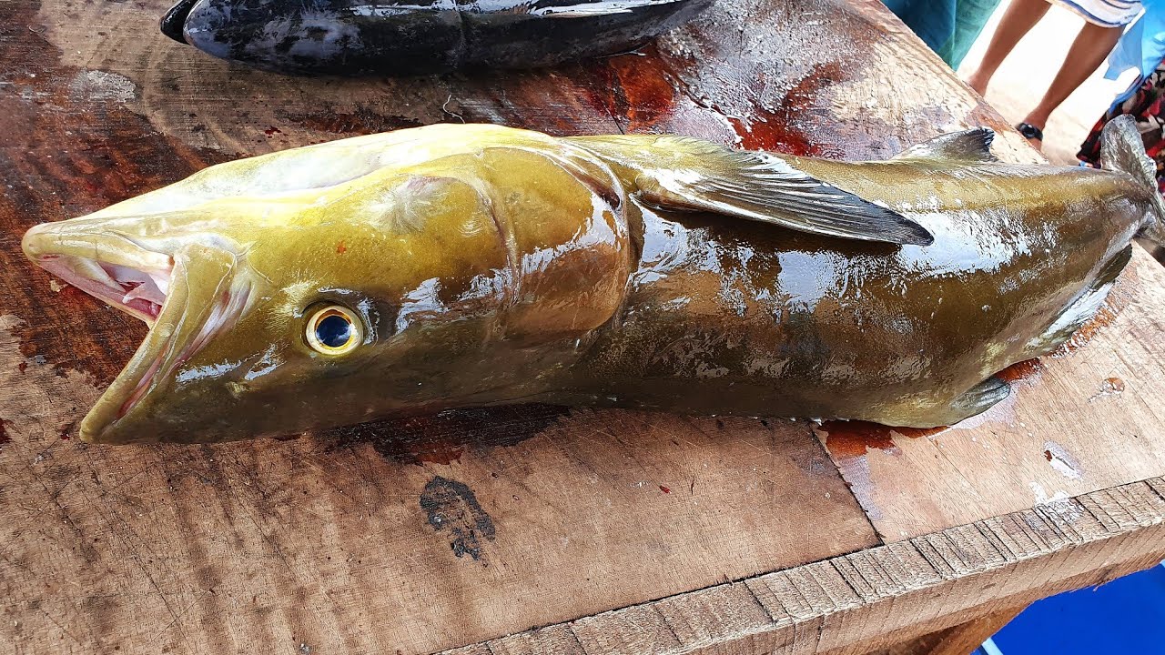 $50 Fresh Cobia Fish Chopping in Fish Market | Fresh Fish Cutting Skills