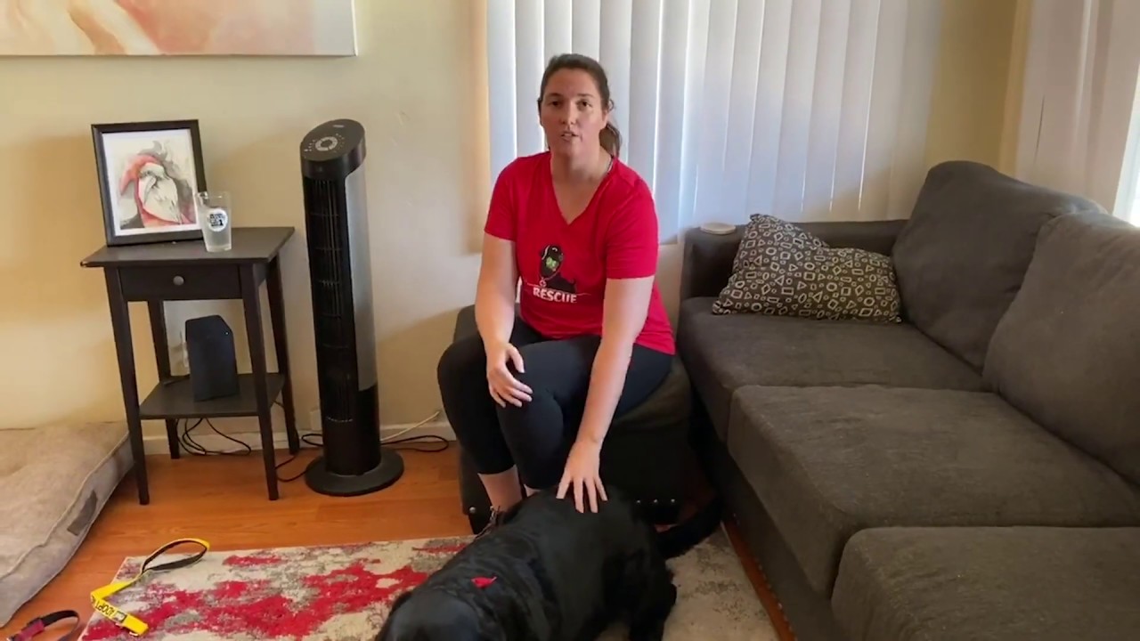 How to Properly Fit a Martingale Collar on Your Dog