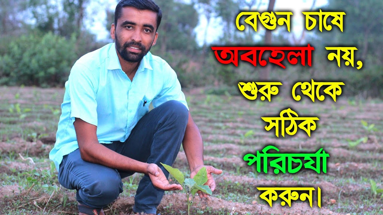 বেগুন চাষ করার জন্য সঠিক ভাবে জমি তৈরি করবেন কিভাবে? বেগুন  লাগানোর আগে ও পরে কি কি পরিচর্যা করবেন?