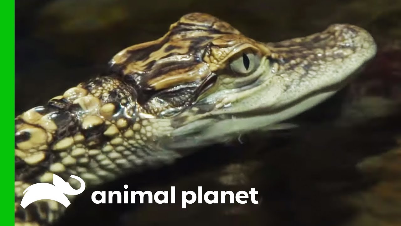 Baby Gators Train To Become Community Outreach Animals | The Aquarium