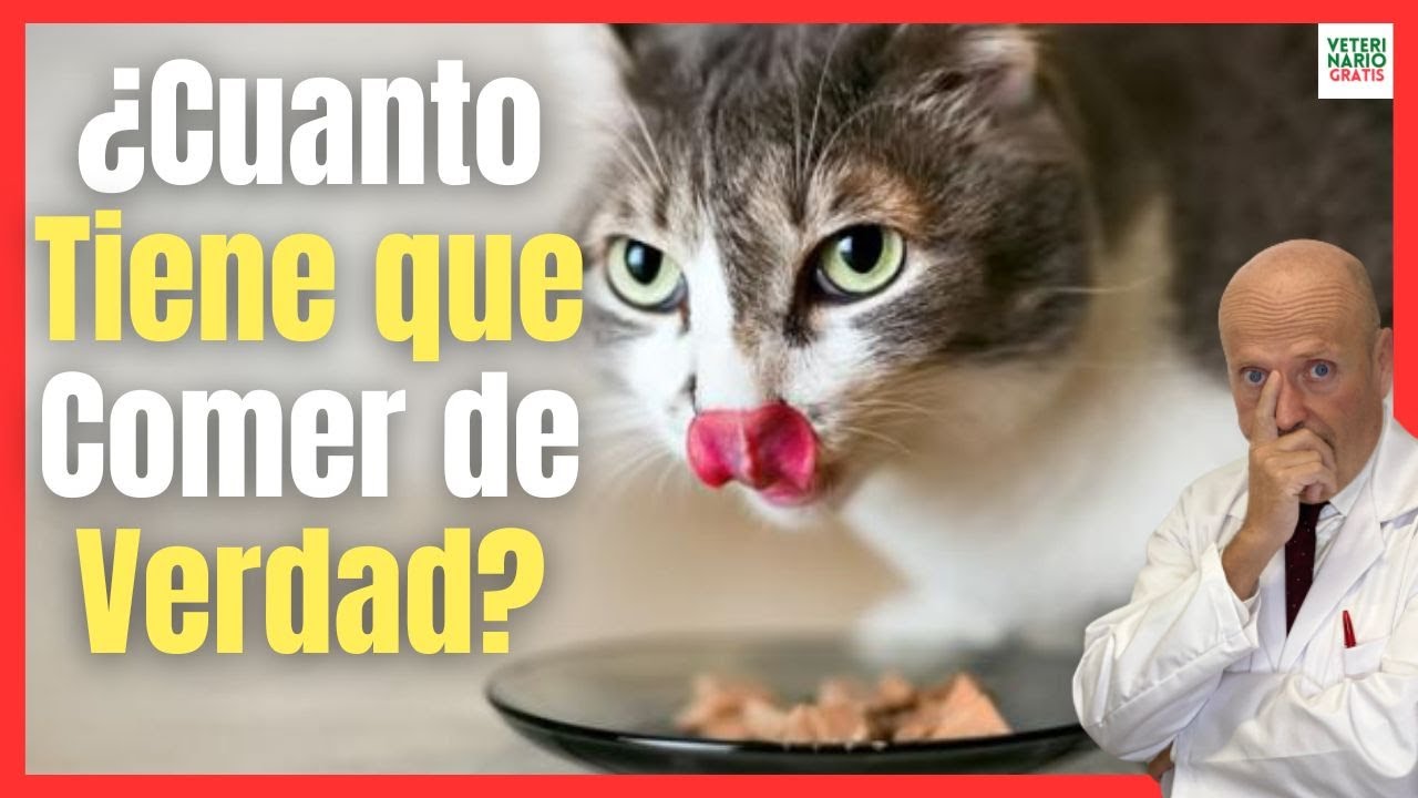 ¿CUANTO TIENE QUE COMER UN GATO? 💖 ¿CUÁNTAS VECES COME? 💖 ¿CUANTAS NECESITA COMER?