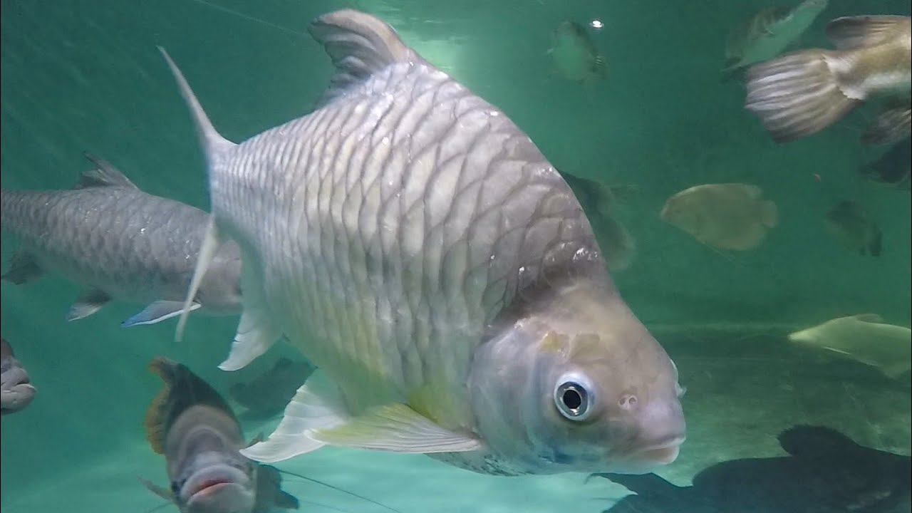 Story of lemon fin & belly barb, 4500 gal, 5yo, 2ft/60cm long, 1ft/30cm tall, Hypsibarbus wetmorei