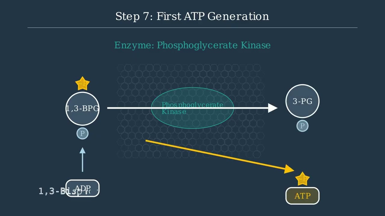 Glycolysis – Definition, Steps, Enzymes, Regulation, Result
