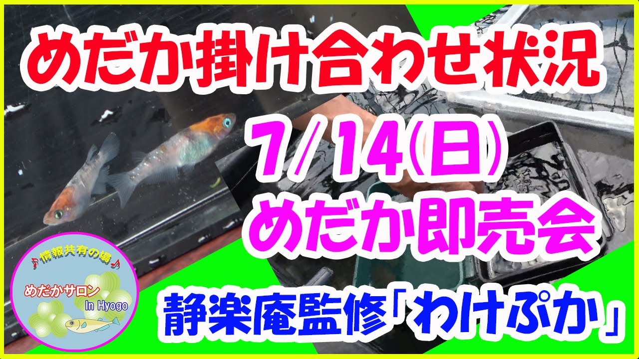 第60回【めだか掛け合わせ企画＆静楽庵監修のミプラス「わけぷか」】