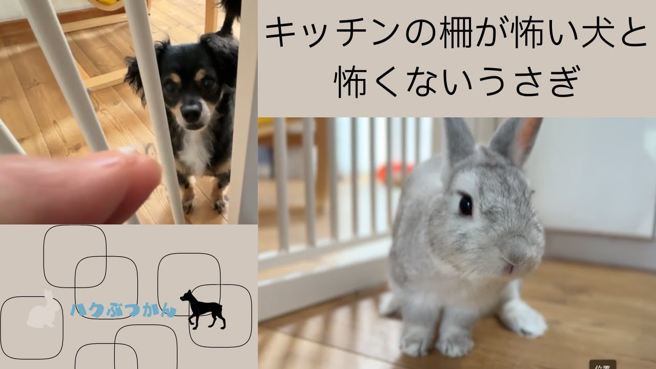キッチンの柵が怖い犬と怖くないうさぎ