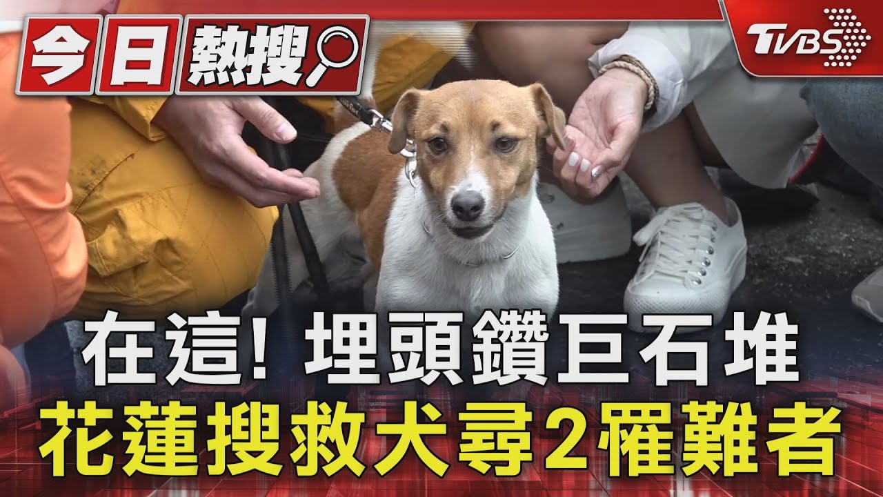 在這 埋頭鑽巨石堆 花蓮搜救犬尋2罹難者｜TVBS新聞 @TVBSNEWS01