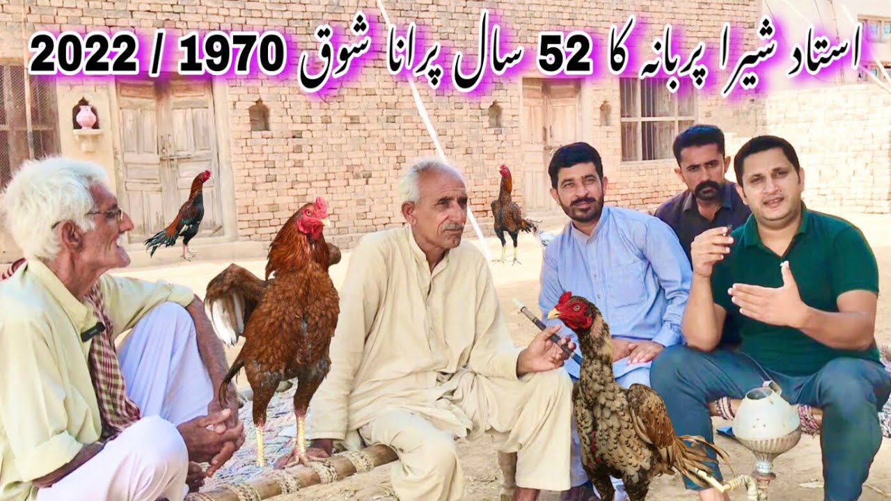 Basheer purbana waly aseel kese bany?by shera purbana | aseel interview Episodes 3