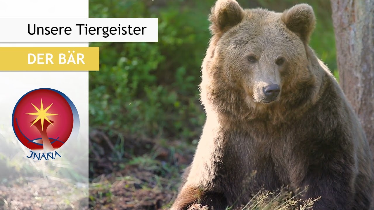 Unsere Tiergeister: Der Bär - Urkraft und Intelligenz der Erde
