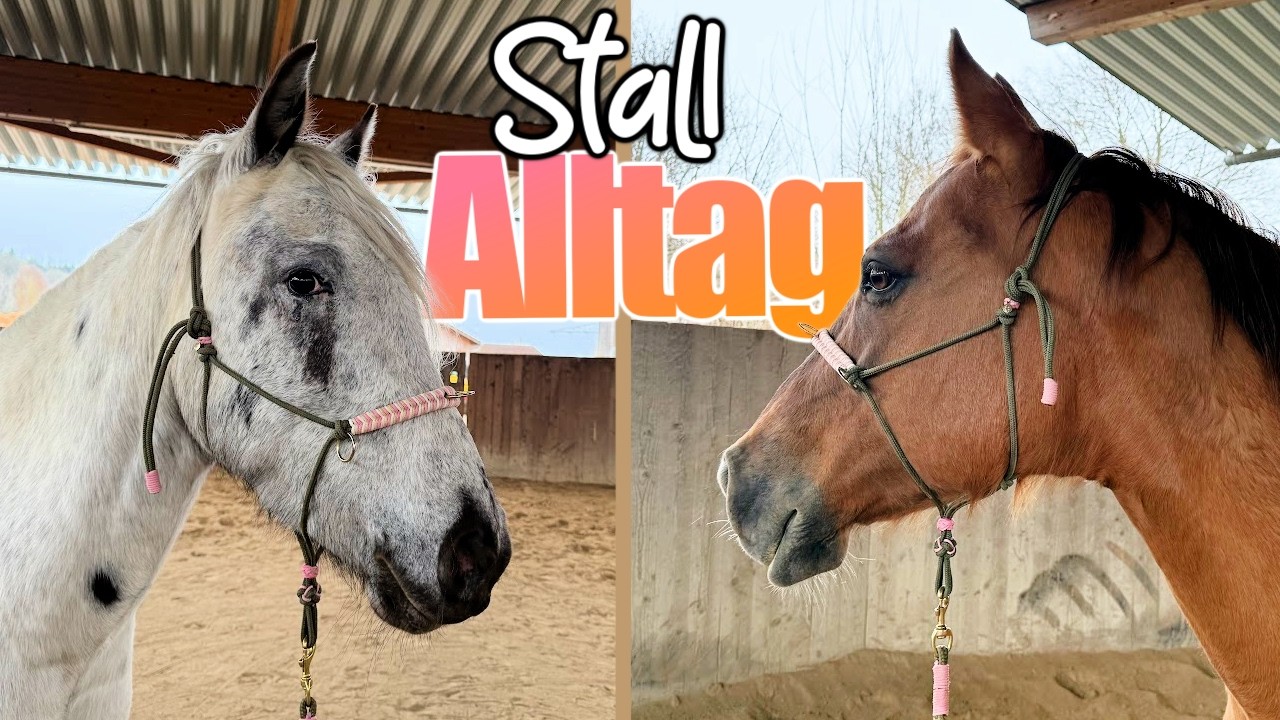 mein STALL-ALLTAG mit 2️⃣ eigenen Pferden 🐴