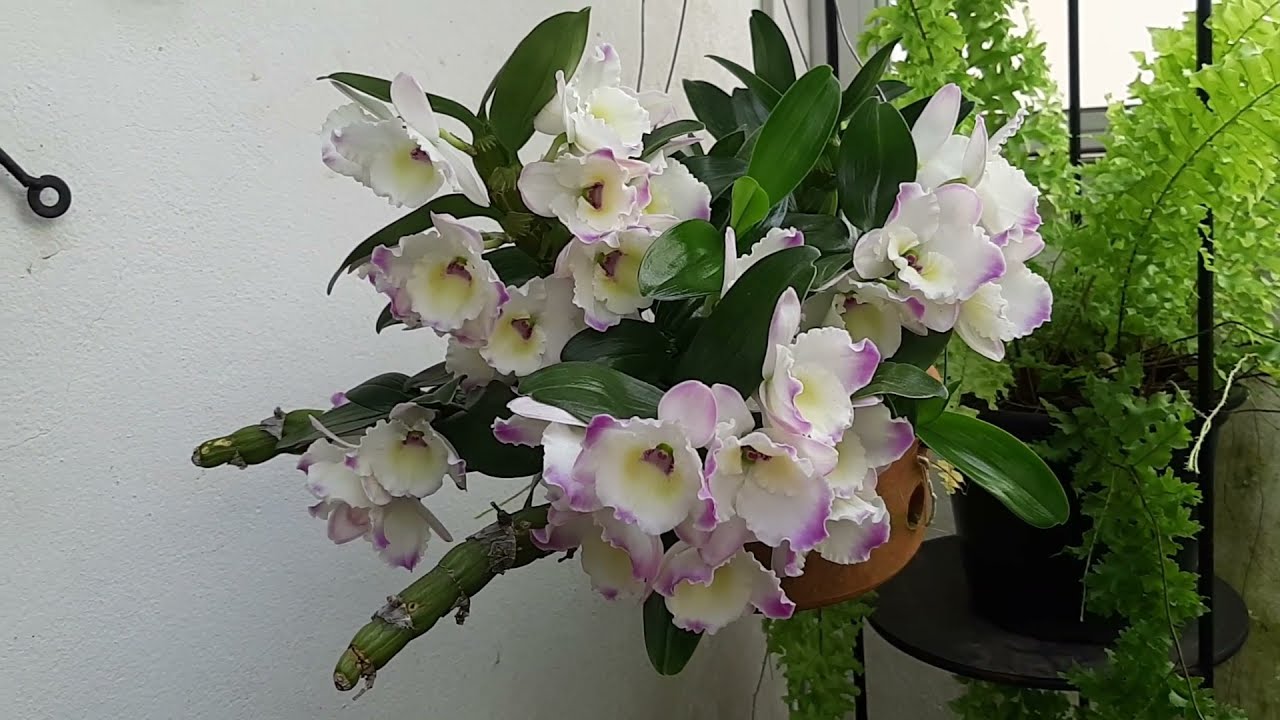 Dendrobium nobile - Como fazer o seu Dendrobium florir! - Dicas úteis para floração.