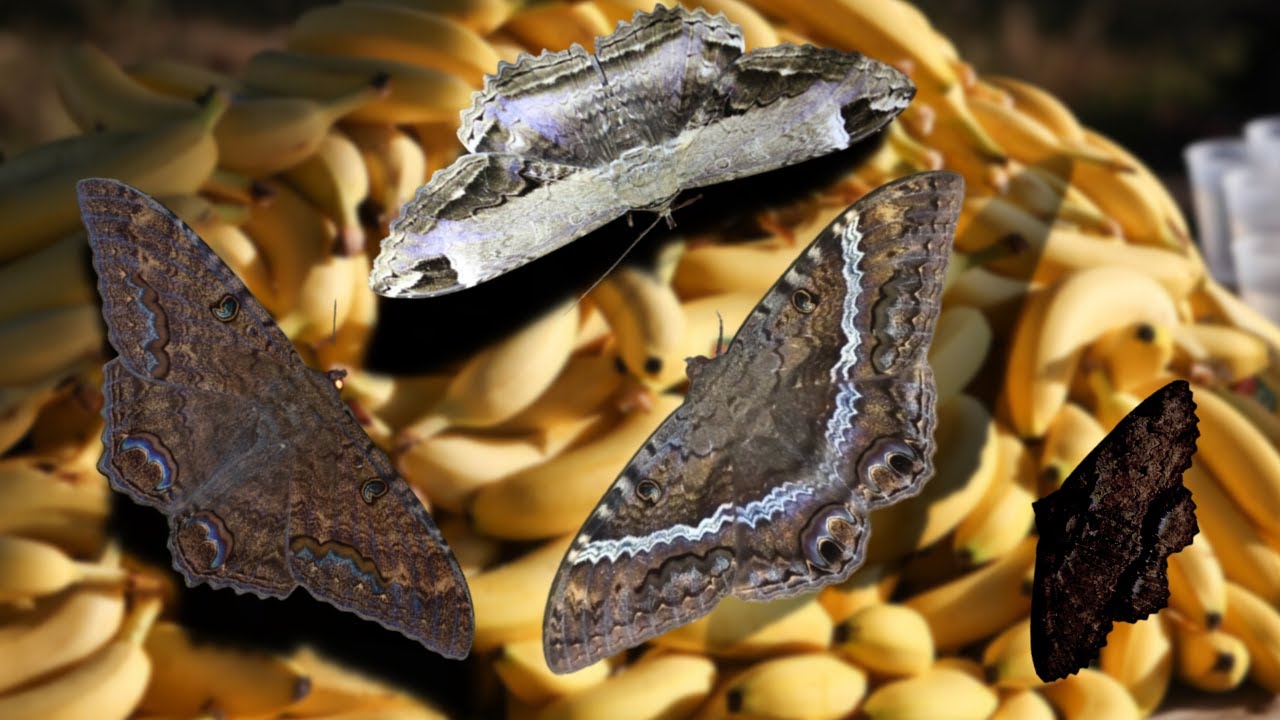 HOW To ATTRACT Giant MOTHS With FRUIT?