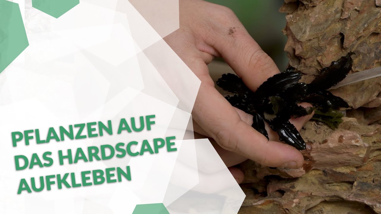 Pflanzen auf das Hardscape aufkleben - so geht's  | Tipps & Tricks f&uuml;rs Aquascaping 🌿