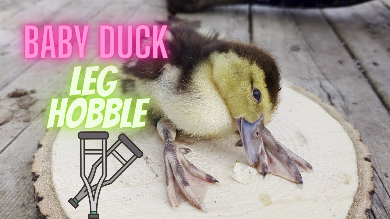 How to hobble a splay legged/spraddle legged duck or bird - [Easier than it sounds!]