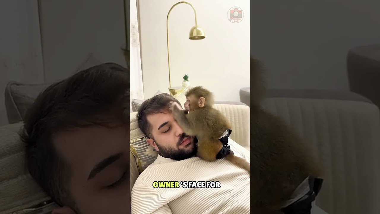 Would you like to have a pet monkey! #funny #humor #jokes #shorts #viral