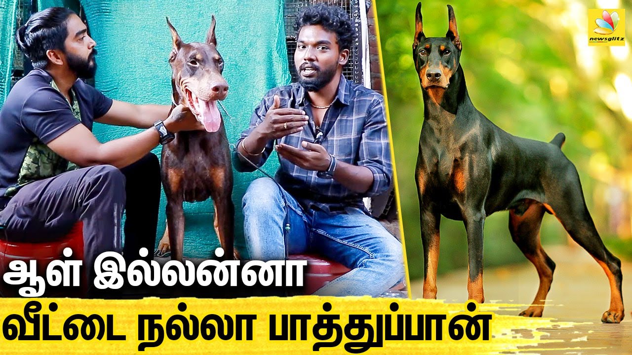Dobermann ன் வியக்கவைக்கும் குணாதிசயங்கள் : All About Dogs EPISODE - 21 | American Doberman